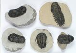 Lot: Assorted Devonian Trilobites - Pieces #92161-1